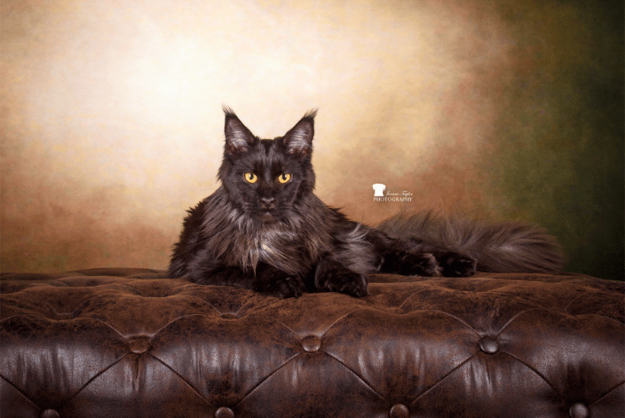 Maine Coon Kitten
