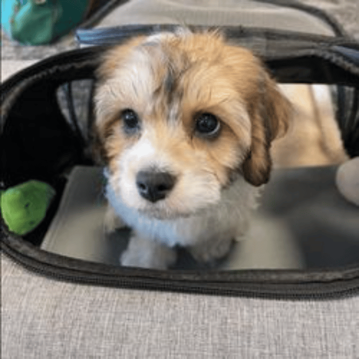 Puppy with Flight Nanny