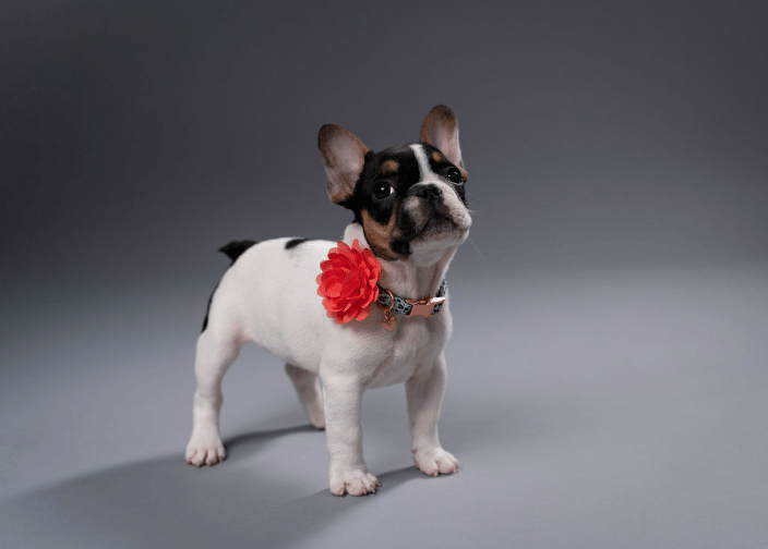 French Bulldog in Studio