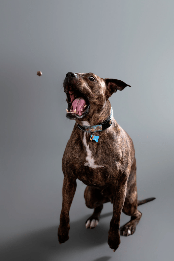 Treat catching shots in studio