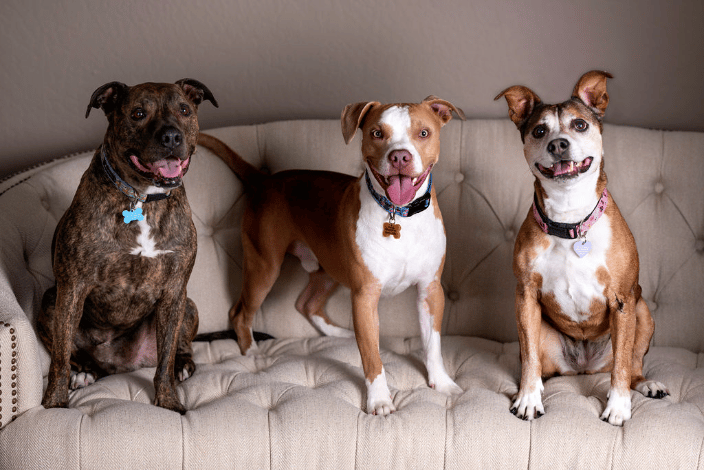 Pet siblings in our Reno studio