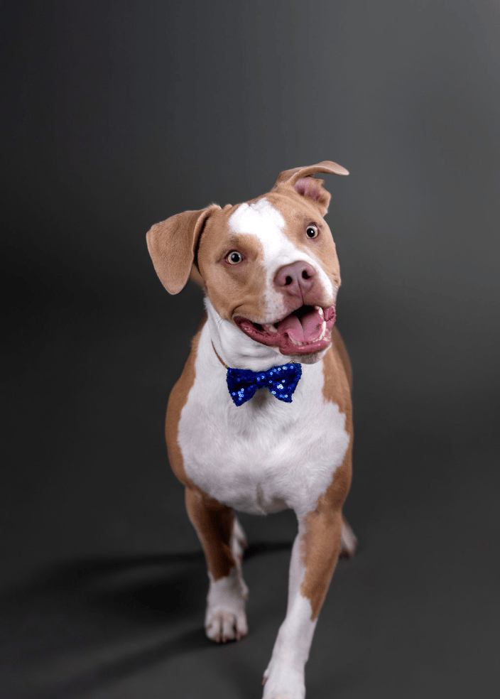 Waffles (Pit Bull) in our Reno studio