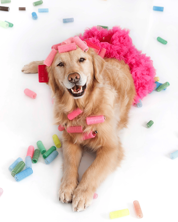 Golden retriever wearing curlers looking up at camera on white background; curlers on ground; wearing hot pink tutu; happy dog getting hair did