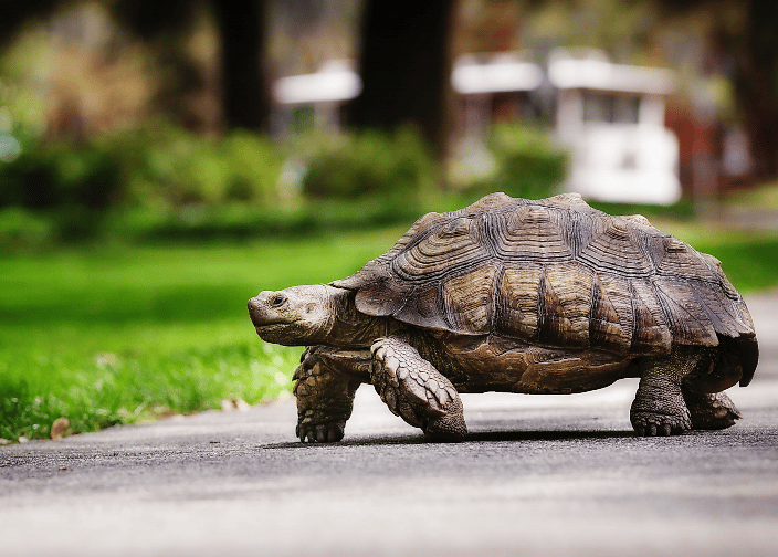 Turtle walking; sulcata tortoise walking across sidewalk with tour trolley in background