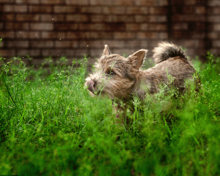 Young grizzle norwich terrier standing in tall grass licking lips