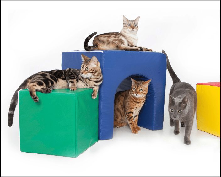 four cats playing on colorful play pieces on high key white background