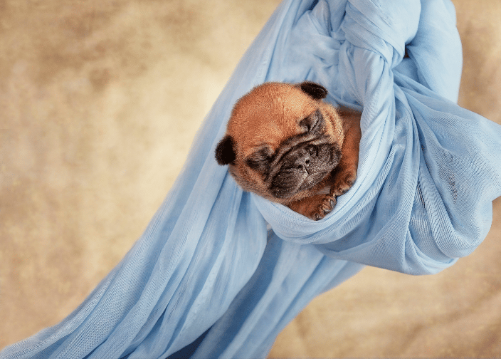 two week old french bulldog fawn puppy swaddled in suspension in a blue cloth on yellow background