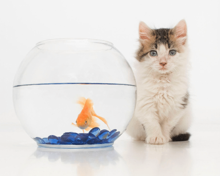 Kitten on high key white  background faving camera sitting next to fish bowl; fish in bowl looking at camera; orange fish