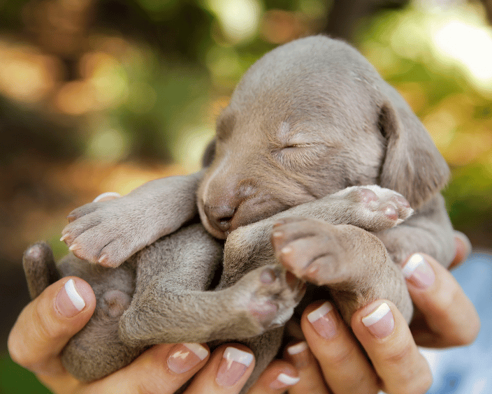 Weimaraner infant outside in human hands raised up against a clolorful green background