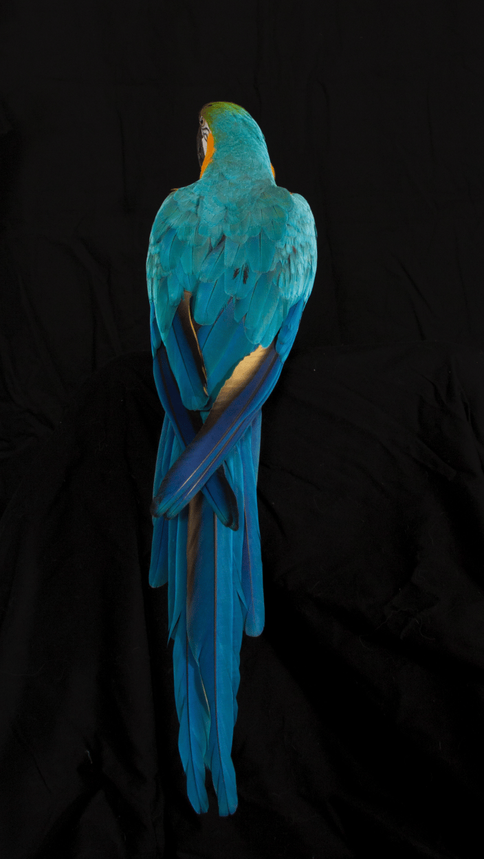 Full body of bird with back towards camera showing off bight blue tail feathers; slight profile of head; black isolated background