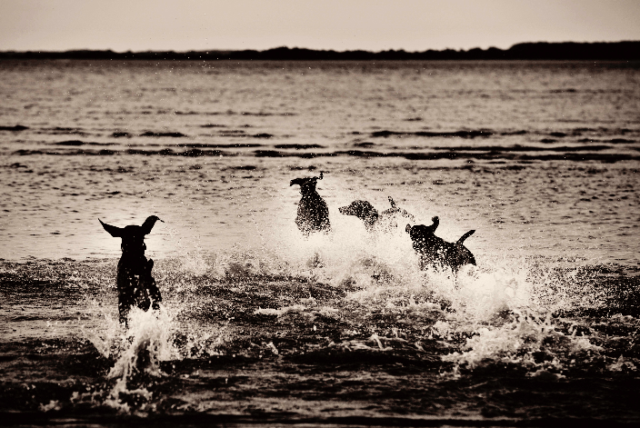 four Weimaraners running into the ocean waves and splashing at the beach