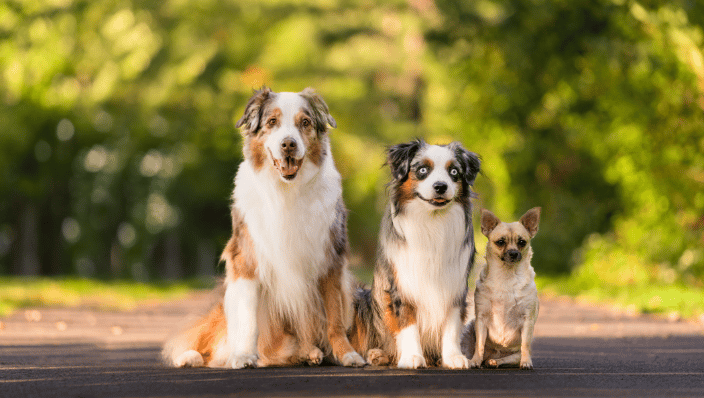 3 dogs