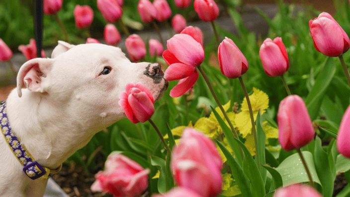 white dog smelling the flowers