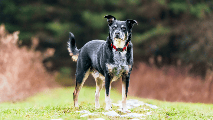 Black, tan and white dog