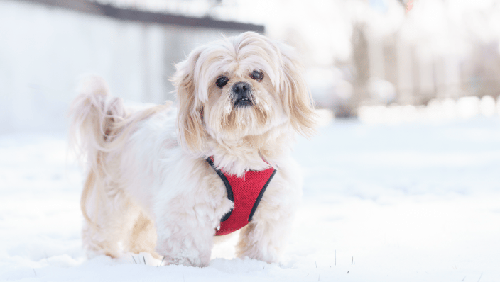 white dog in snow
