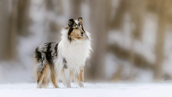 dog with wind blowing and snow