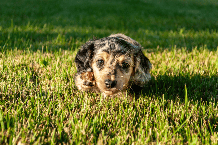 Cordelia, dapple dachshund puppy