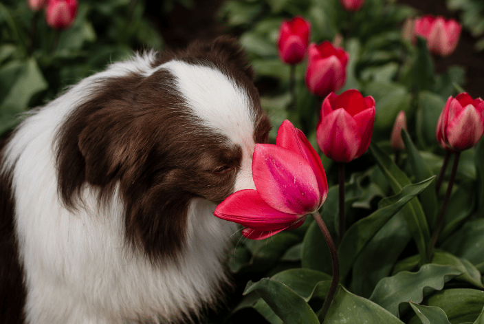 Nutmeg, sniffing a tulip