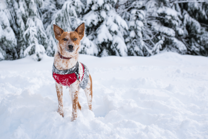 Ember the cattle dog on a snow day