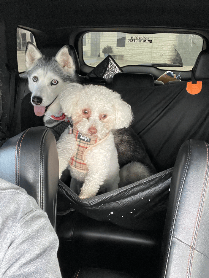 Khloe & Kannoli on the way to the vet