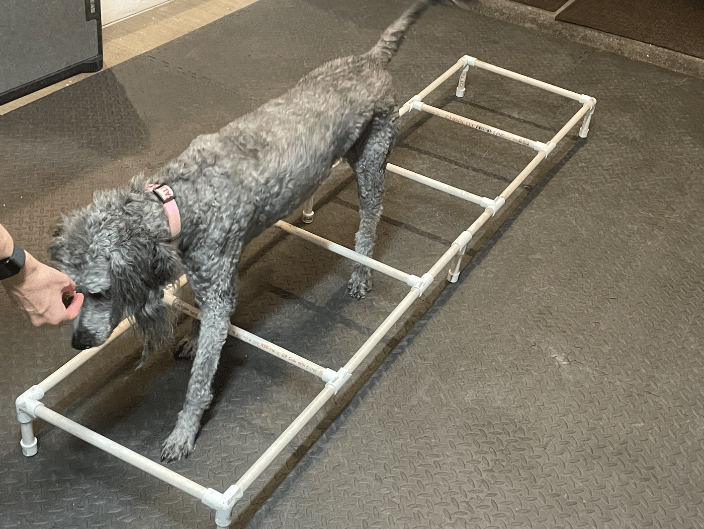 Proprioceptive ladder exercise