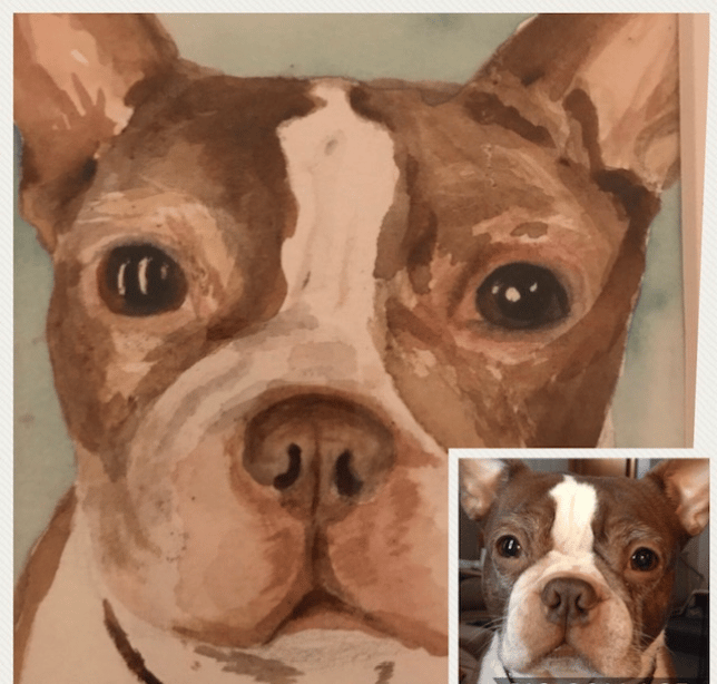Dexter the Boston Terrier