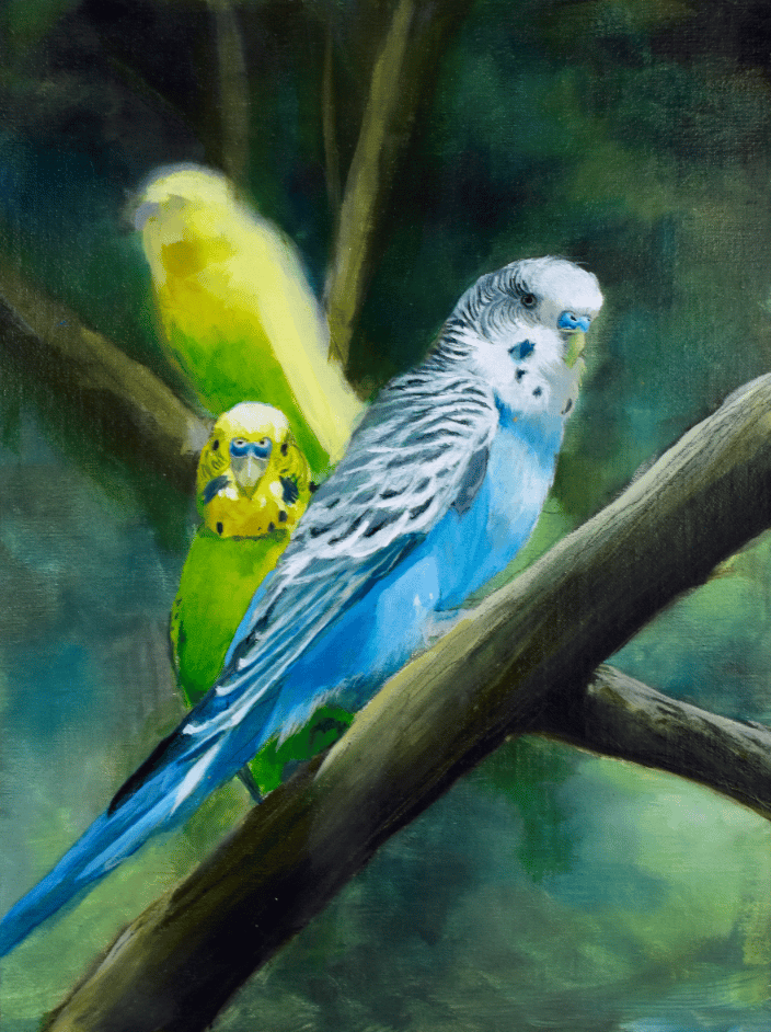 Parakeets