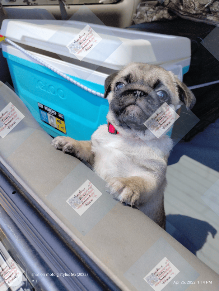Bailey, enjoying break time in the SUV