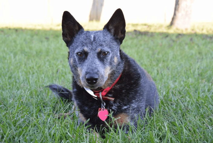 LuLu