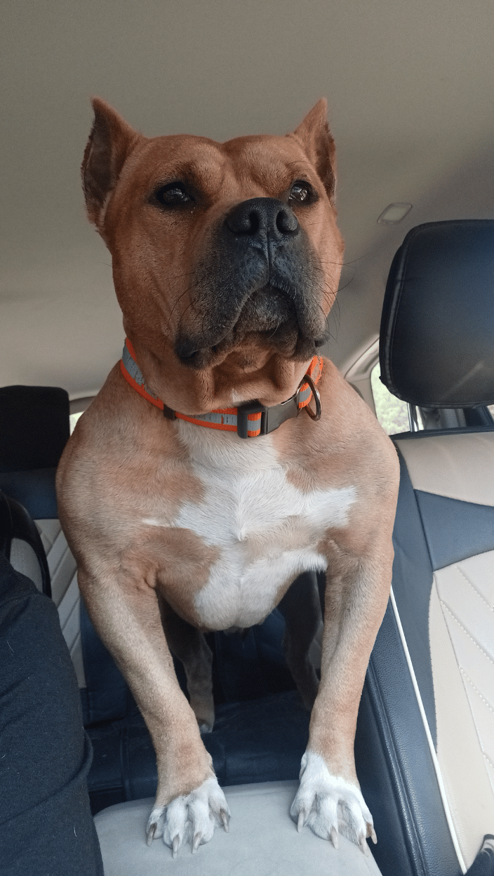 Big Boy