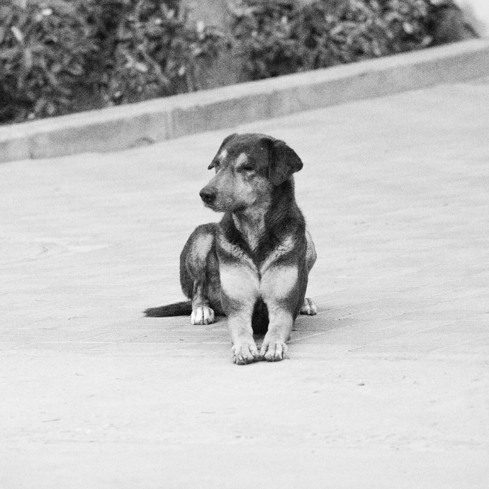 India Street Dog