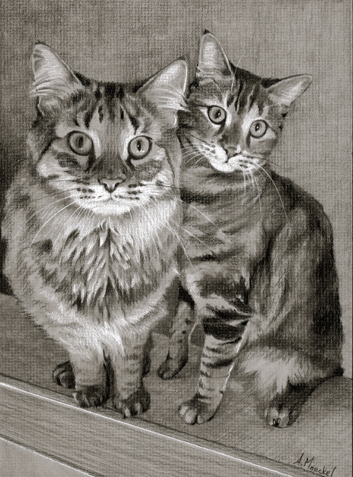 Cosmos & Phoebe, Charcoal, 9x12in.
