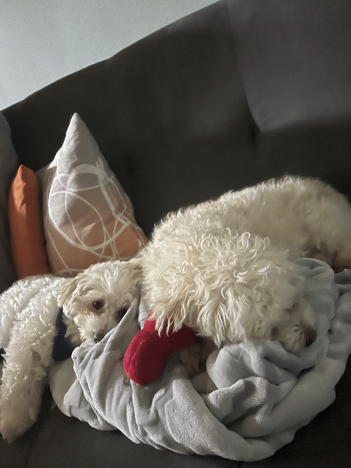 My dogs, Freddie and Oona