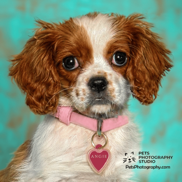 Cavalier King Charles Spaniel