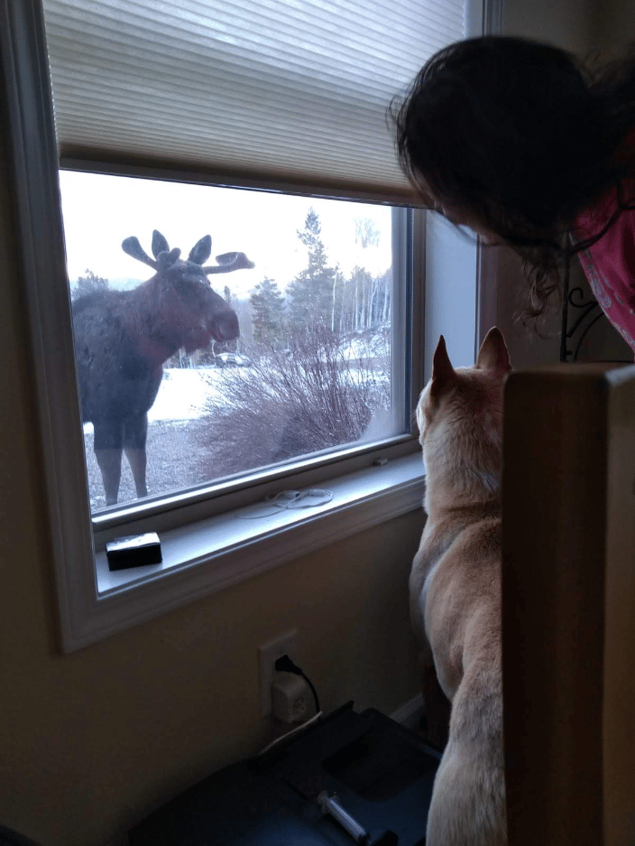 Me, Bentley, and a Moose!