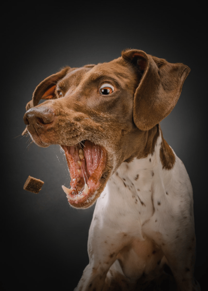 Dog catching treat