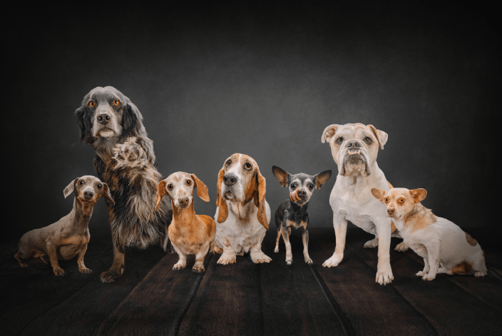 Family of dogs