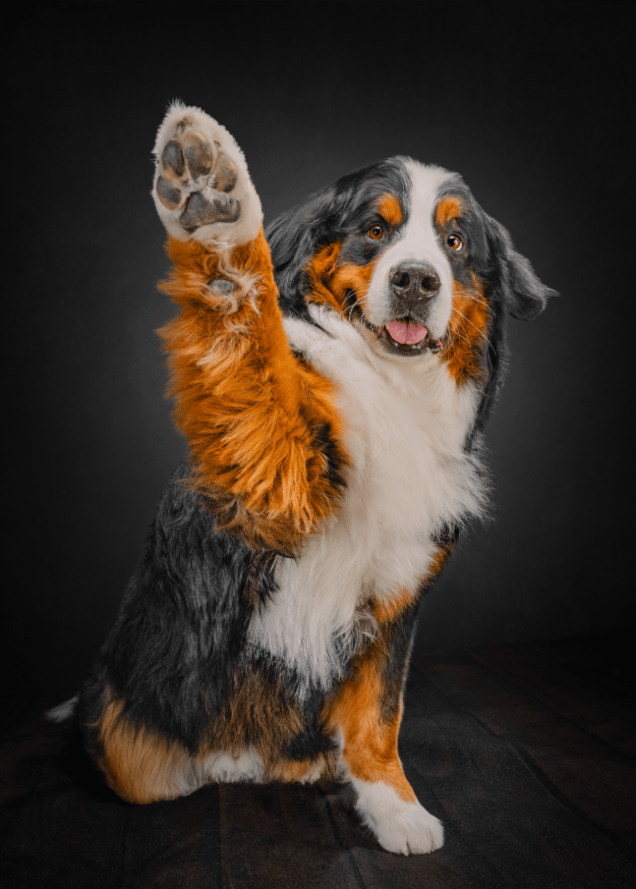 Bernese wave