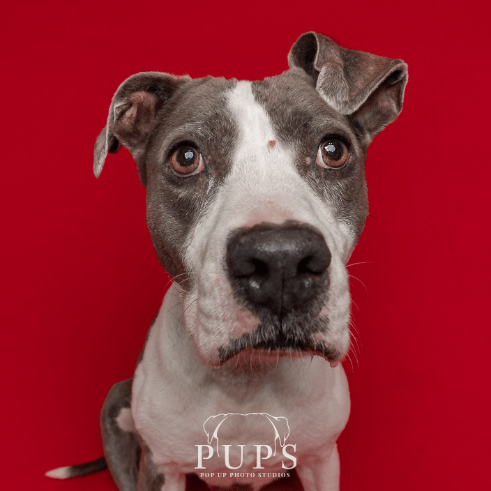 dog portrait