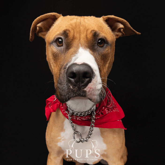 dog portrait