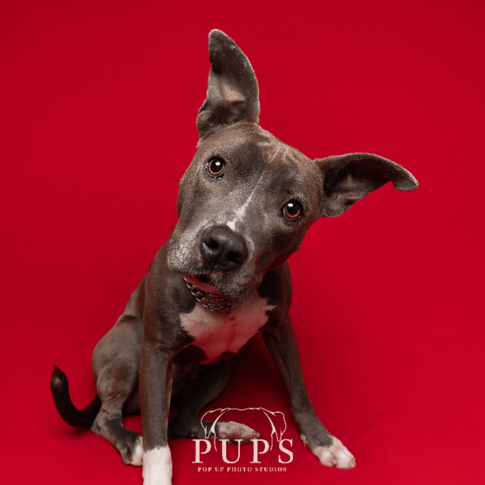 dog photo