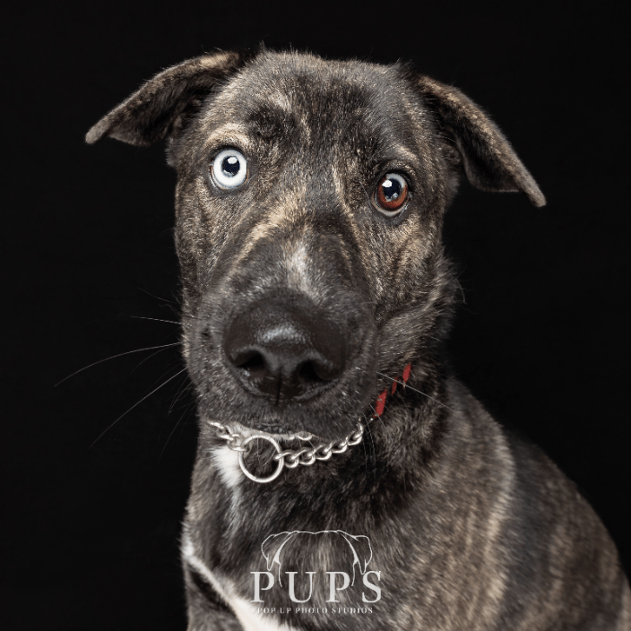 dog photo