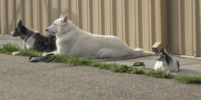 Long down stay for pets