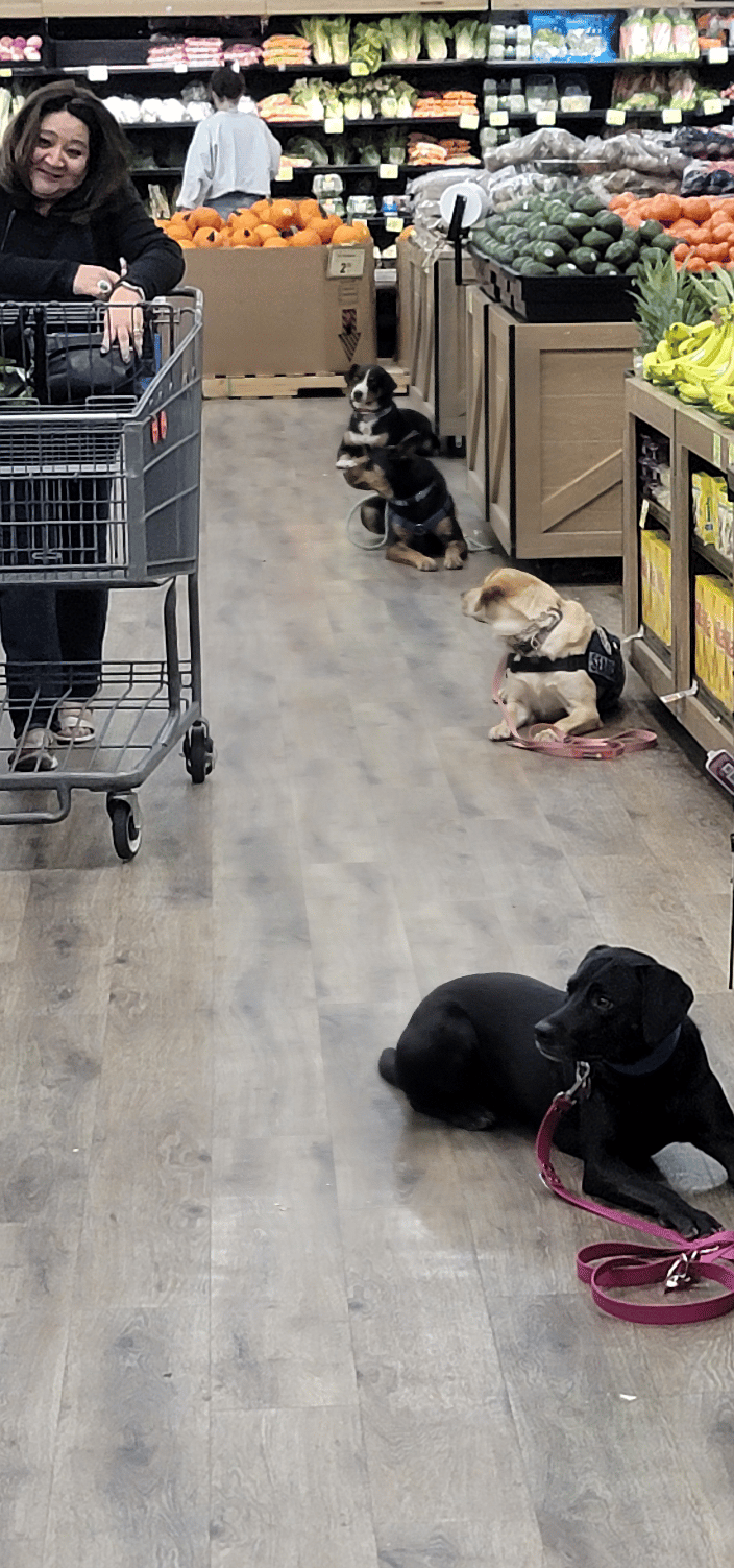 Training Service Dogs for Public Access