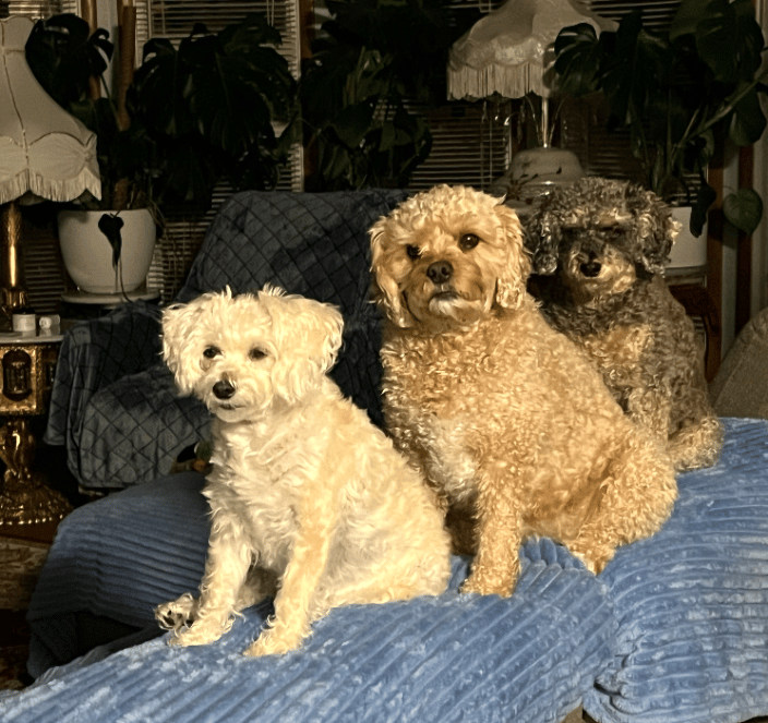 MY DOG'S -   Bell, Red, Pepper