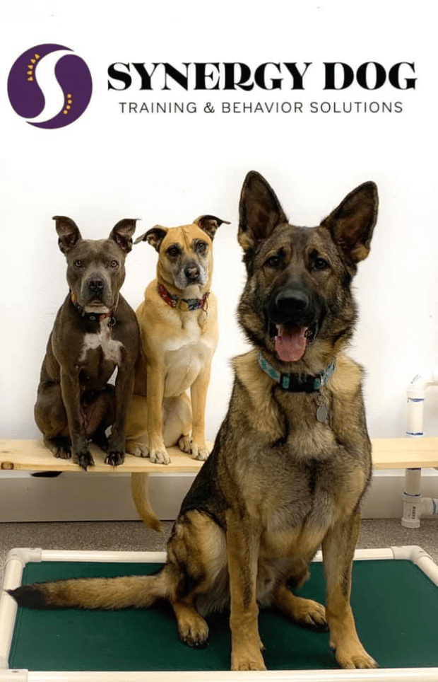 Dogs training