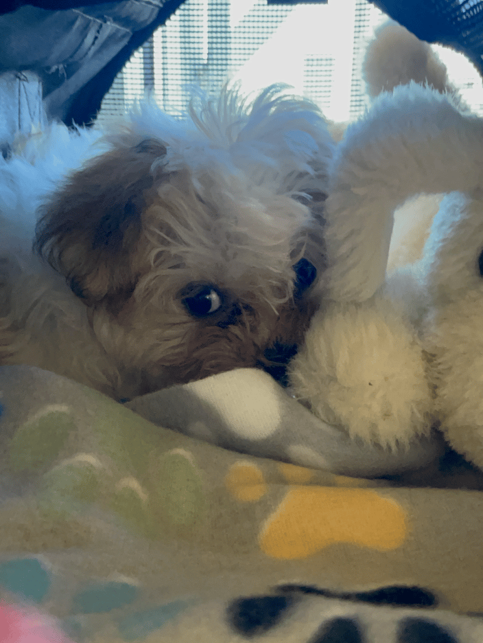 Morkiepoo puppy