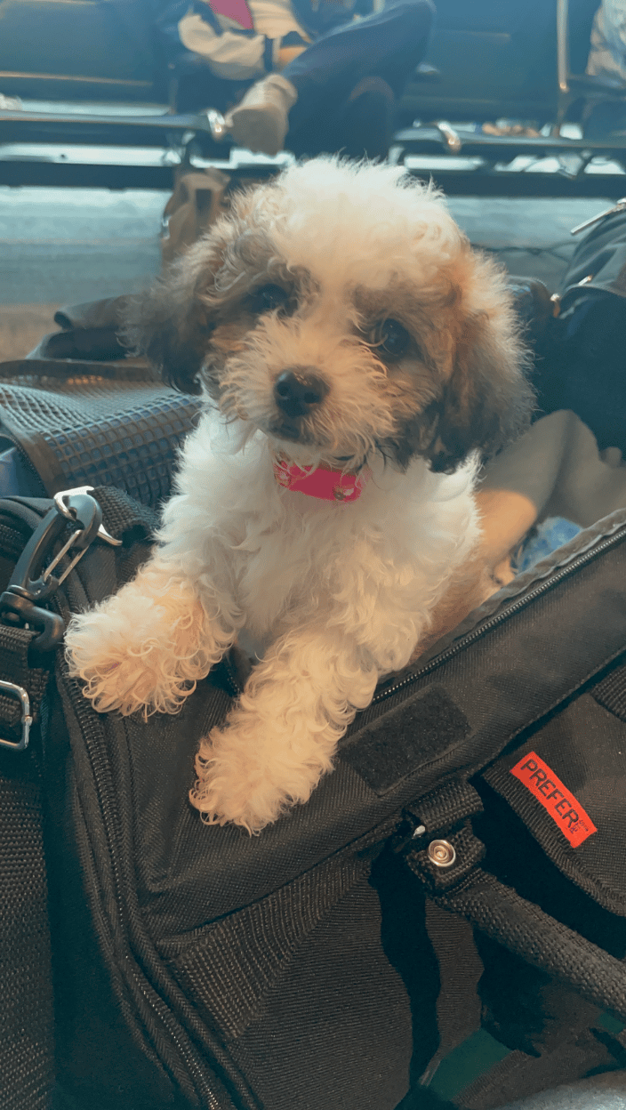 Morkiepoo puppy