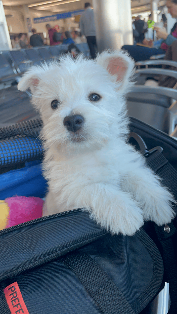 Westie puppy
