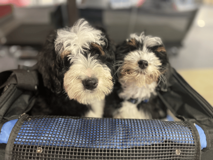Doodle puppies